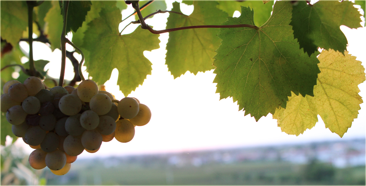 Vino Cernetig Paolo Ipplis Azienda agricola  Ipplis Paolo Cernetig